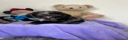 Cavapoo dogs for sale: Health tested Cavapoo pups  - Advert 16