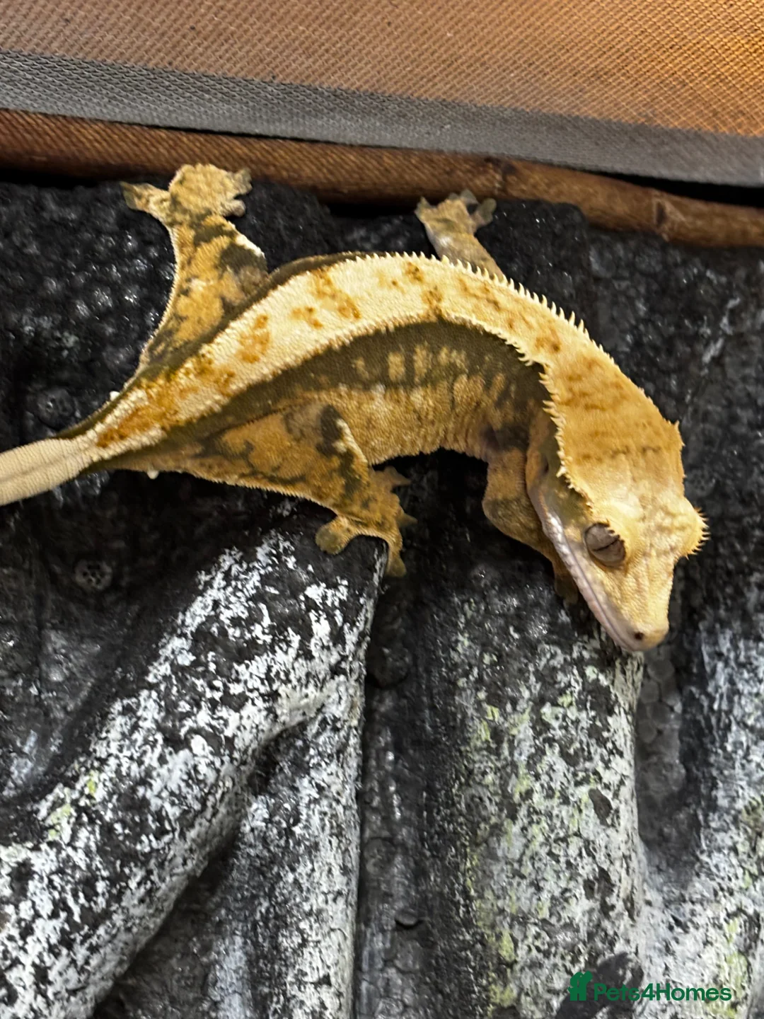 Gecko reptiles for sale: FEMALE CRESTED GECKO FOR SALE in Stroud - Advert 2