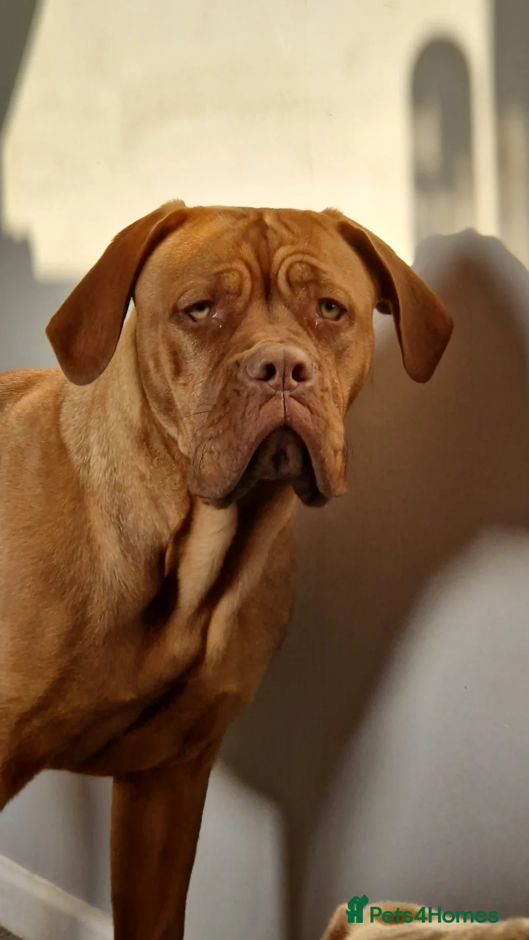 Dogue De Bordeaux dogs for sale: Rehoming my 3 year old female  in Swindon - Advert 1
