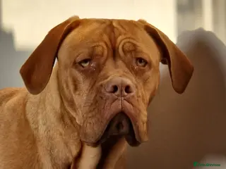 Dogue De Bordeaux dogs Rehoming my 3 year old female in Swindon - Advert 9