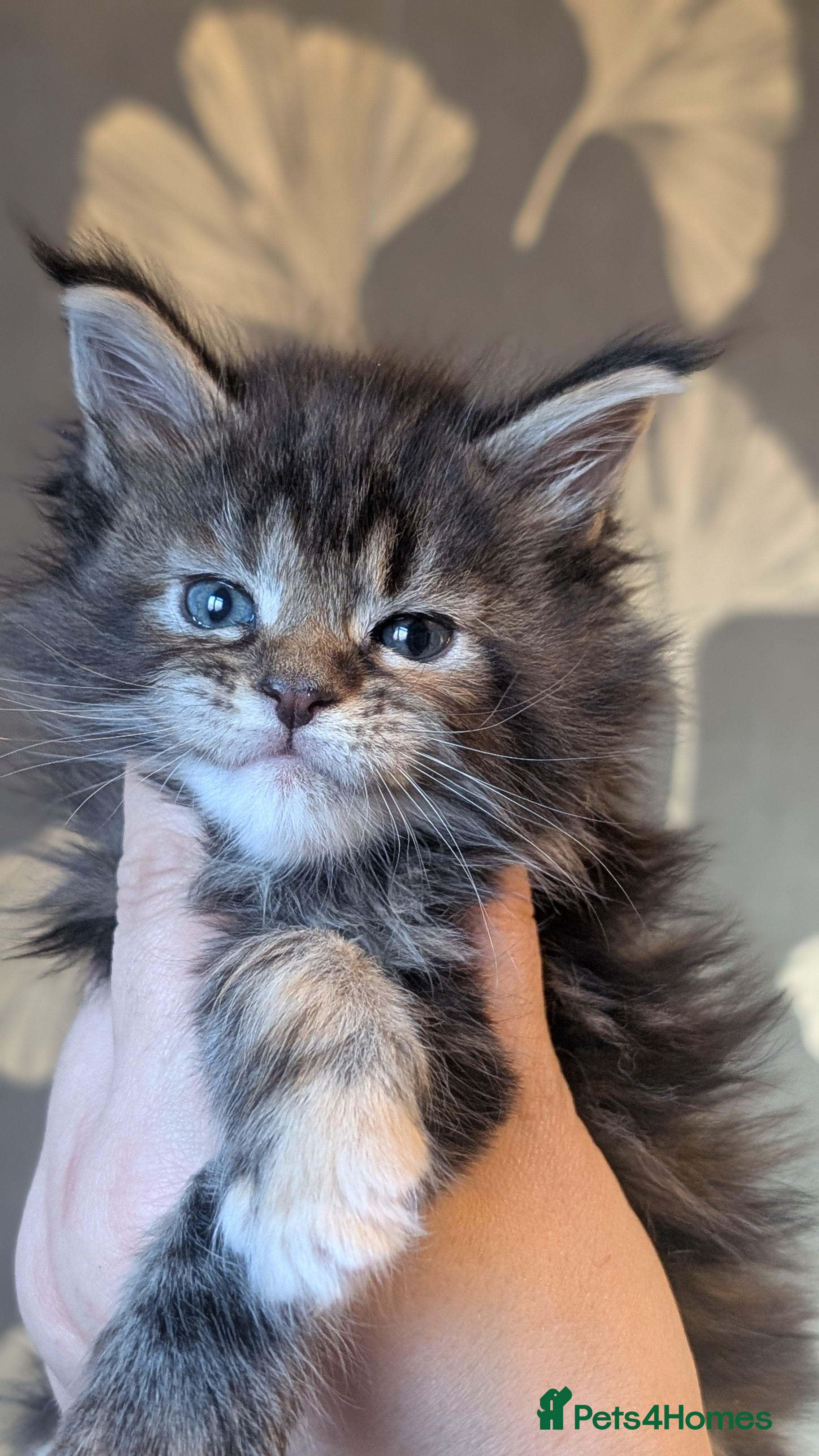 Maine Coon cats Pedigree, Tica registered kittens - Advert 1