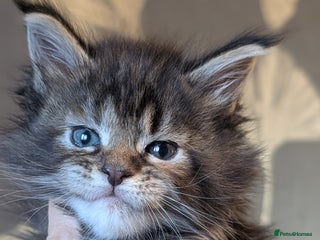 Maine Coon cats Pedigree, Tica registered kittens - Advert 13