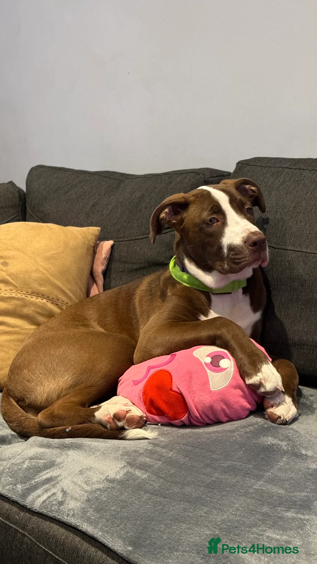 Staffordshire Bull Terrier dogs for sale: 🐶American Staffordshire Terrier 5 Months Female - Advert 4