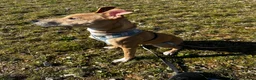 Mixed Breed dogs for sale: Rehome 11 month old greyhound x staffy  - Advert 5