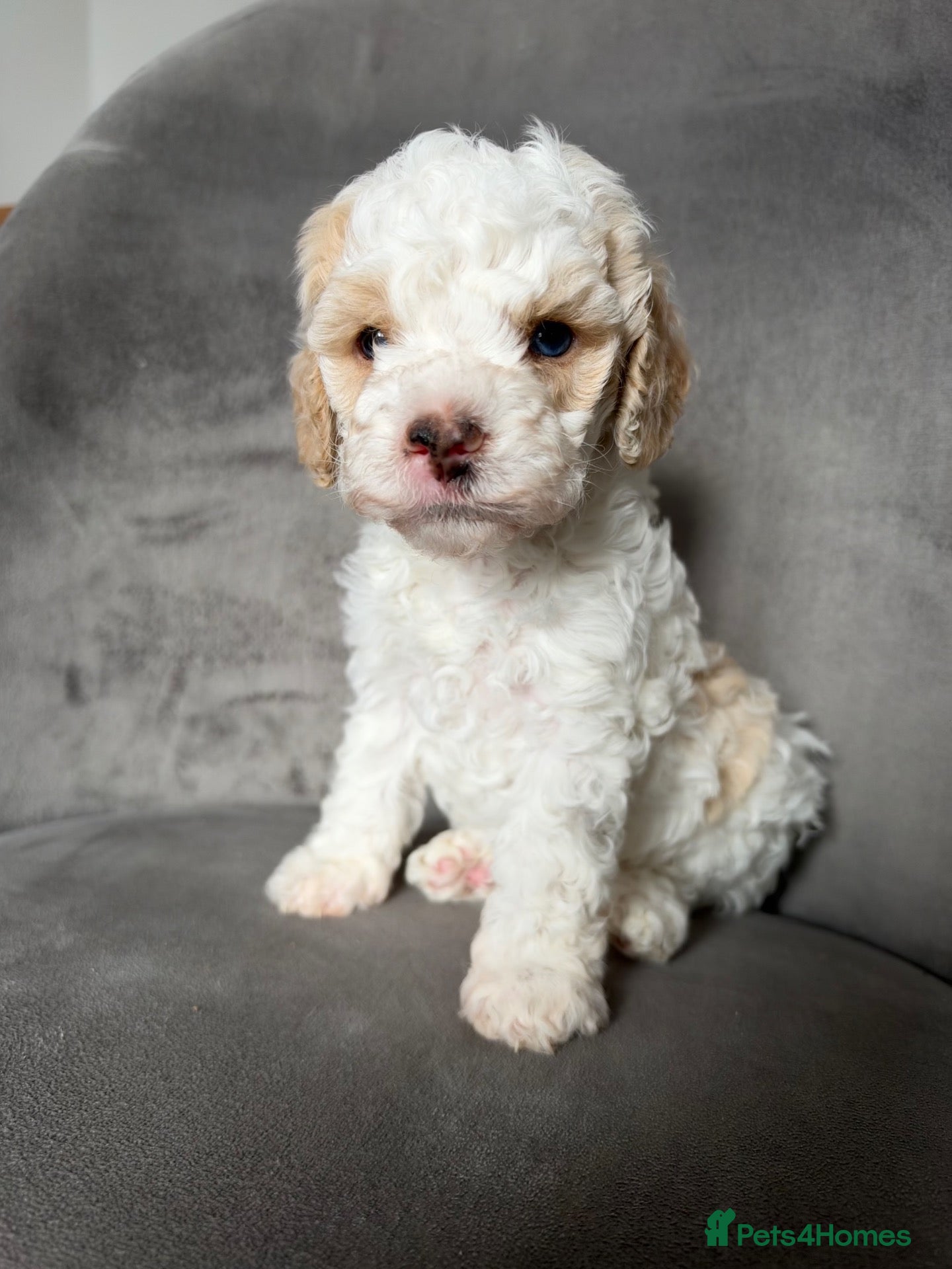 Cavapoo dogs Stunning cavapoo puppies  - Advert 1
