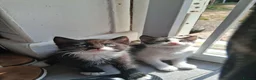 Mixed Breed cats for sale: READY NOW. 2 Kittens left  - Advert 4