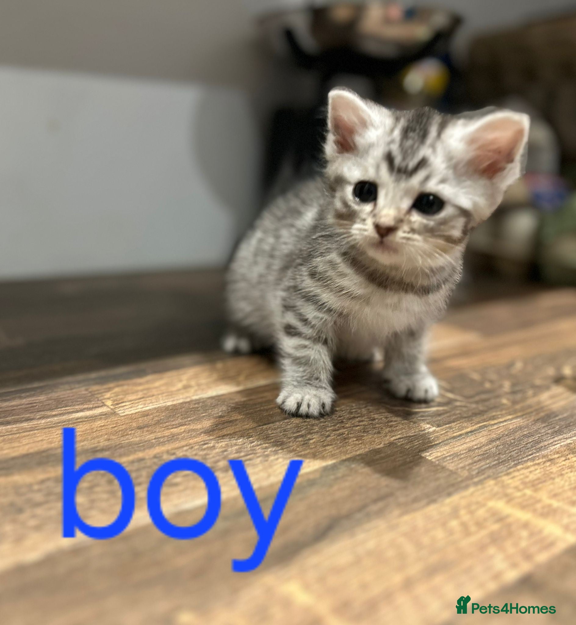 Mixed Breed cats Beautiful kittens for new homes - Advert 3