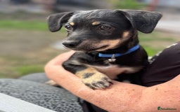 Mixed Breed dogs for adoption: OBI - a Lovely little puppy boy for a Loving Home - Image 4