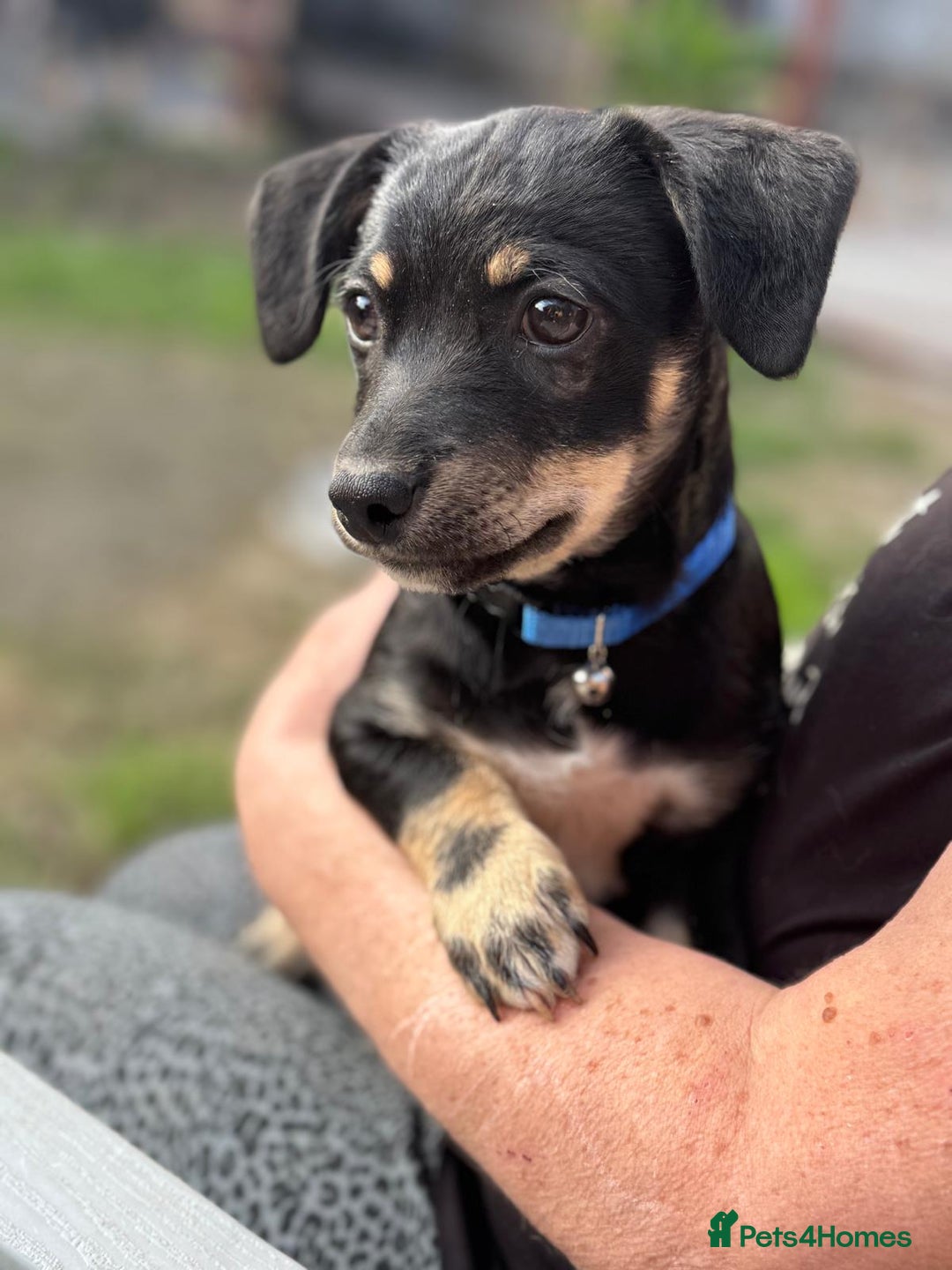 Mixed Breed dogs for adoption: OBI - a Lovely little puppy boy for a Loving Home - Image 4