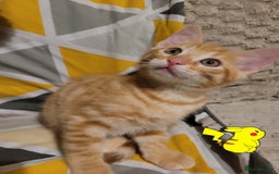 Bengal cats for sale: 💖🐱🐯Cute Half Bengel Kittens🐆🐈‍⬛💖 - Image 20