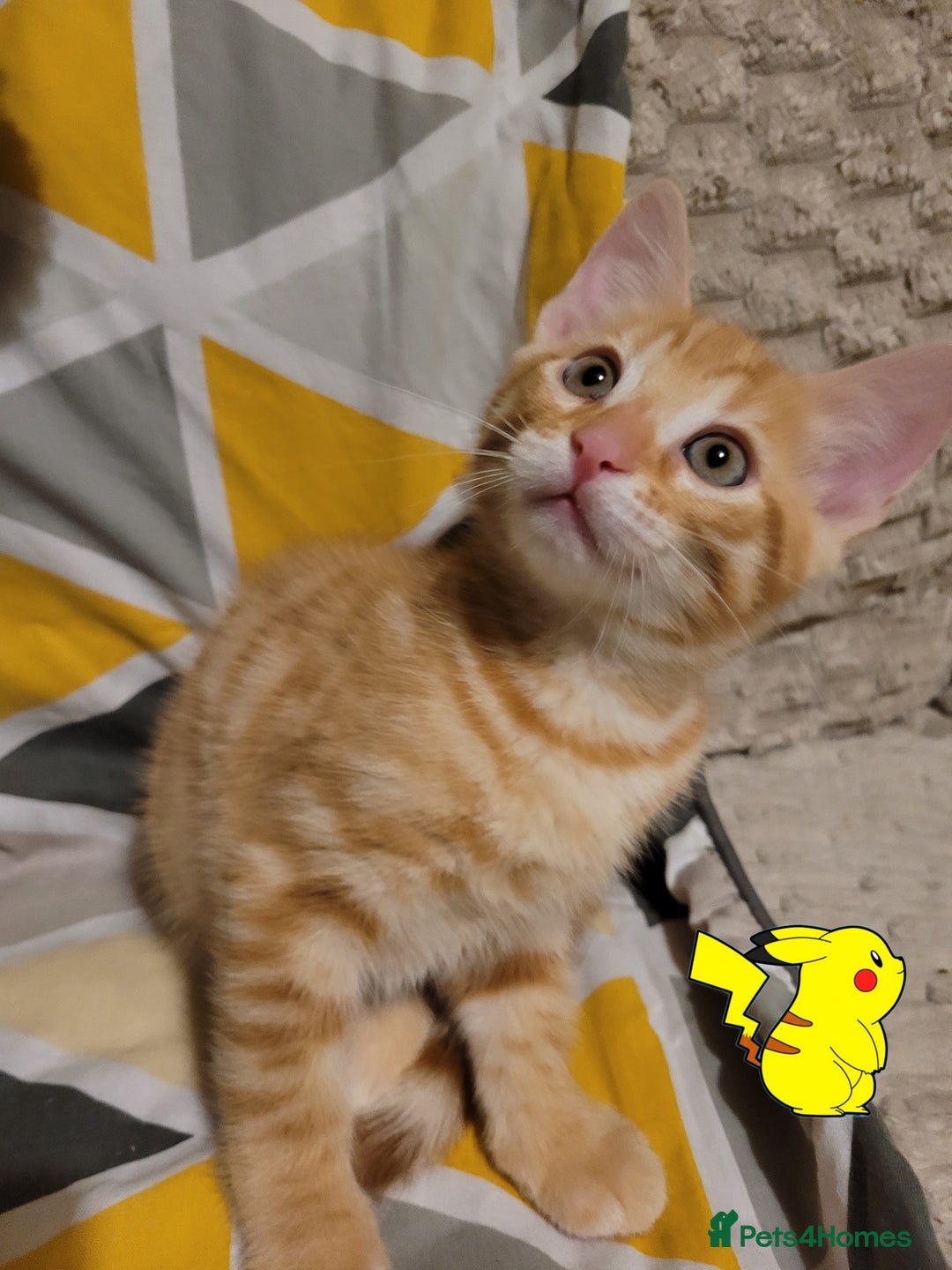 Bengal cats for sale: 💖🐱🐯Cute Half Bengel Kittens🐆🐈‍⬛💖 - Image 20