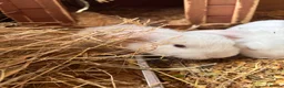 Mini Lop rabbits for sale: 3 white beauty’s for sale NEED TO GO  - Advert 11
