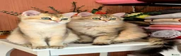 British Longhair cats for sale: British Longhair/Shorthair black golden shaded  - Advert 1