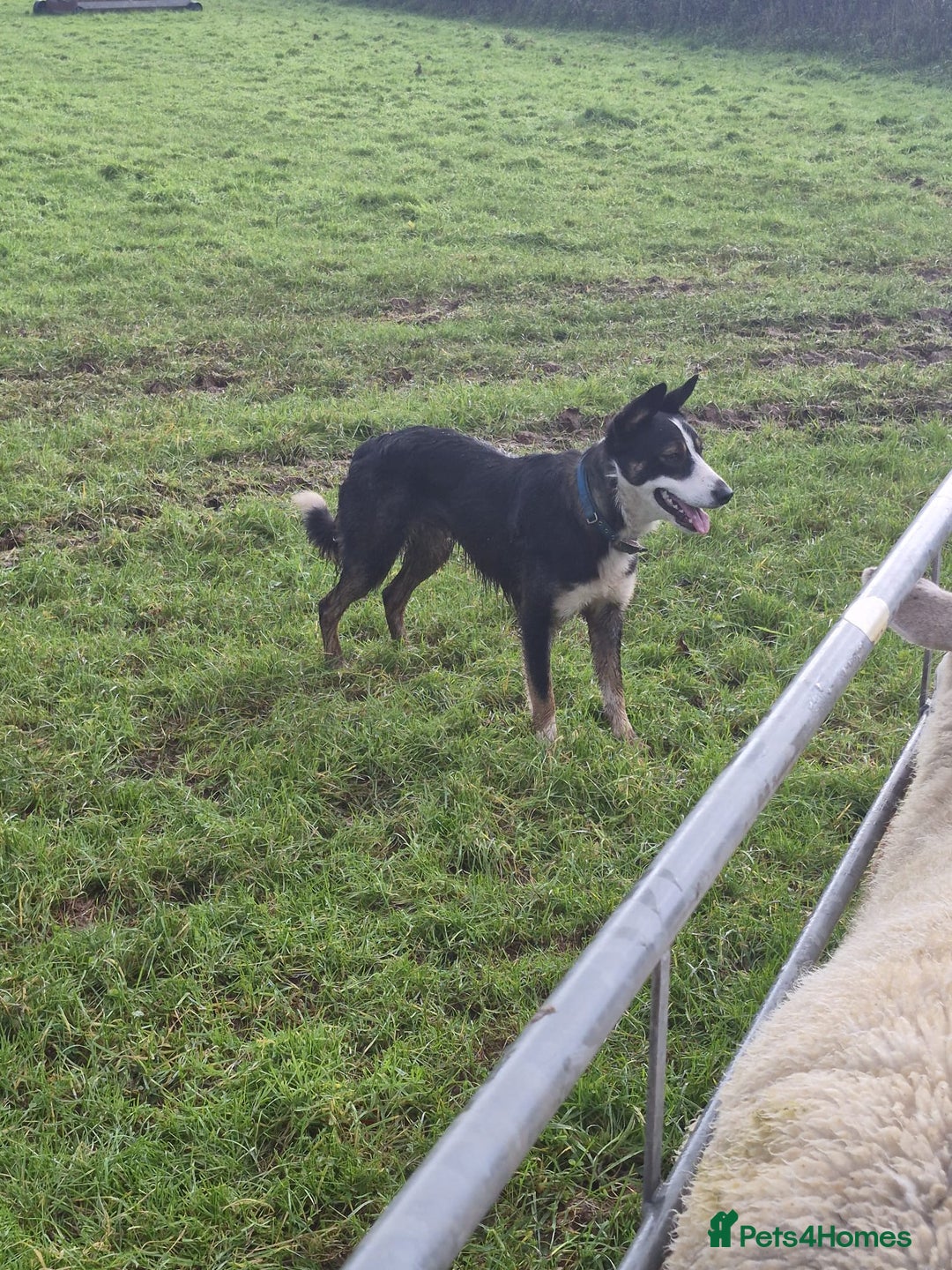 Mixed Breed dogs for sale: Beautiful litter of collie pups - Advert 7