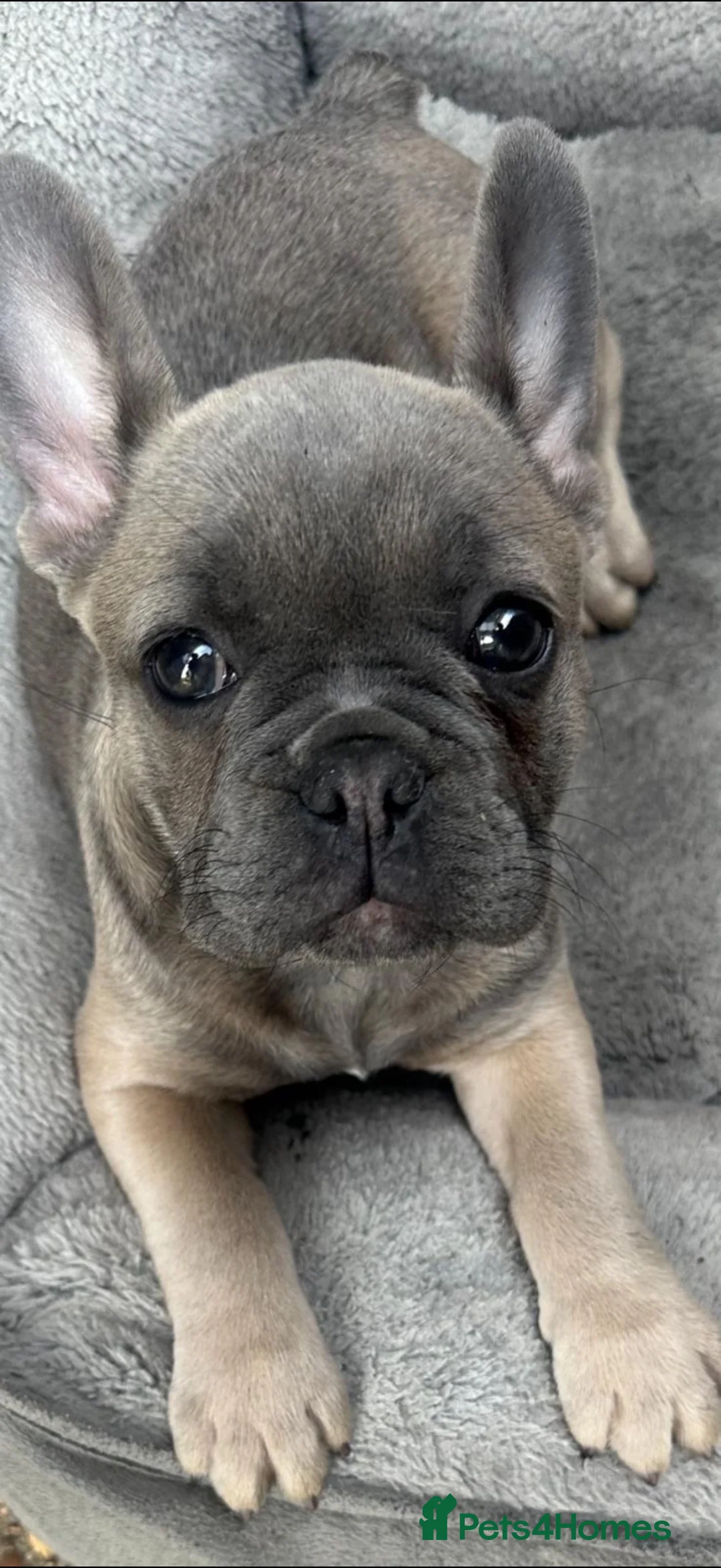 French Bulldog dogs for sale: Beautiful French bulldog puppies ready now  - Advert 2