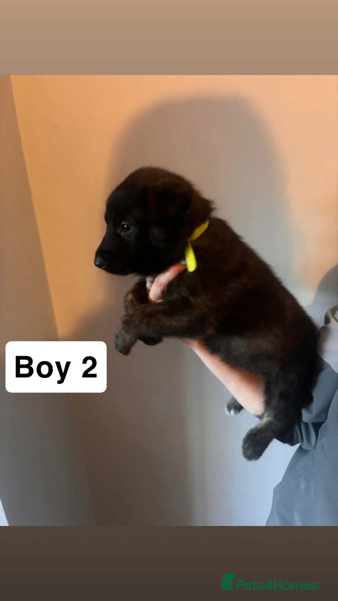 Mixed Breed dogs for sale: Dutch Shepard x Belgian malinois puppies - Advert 2