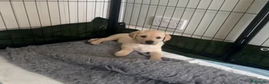 Labrador Retriever 2