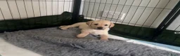 Labrador Retriever dogs for sale: LOVELY BITCH PUPS AVAILABLE  - Advert 9