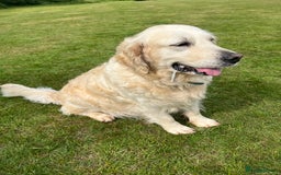 Golden Retriever dogs for sale: 1 boy available KC Reg Golden Retriever  - Image 5