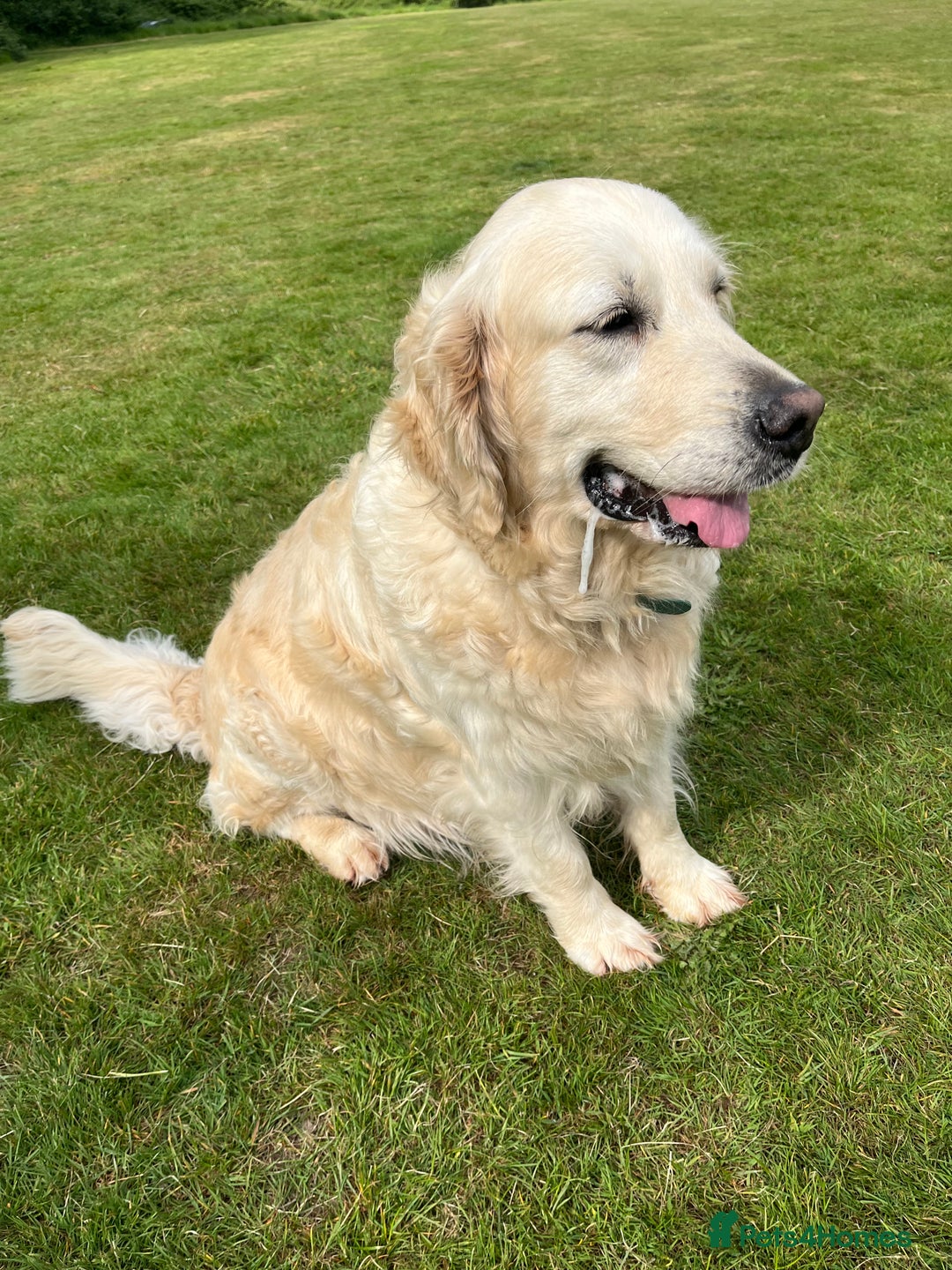Golden Retriever dogs for sale: 1 boy available KC Reg Golden Retriever  - Image 5