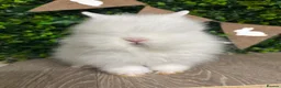 Lionhead rabbits for sale: BEAUTIFUL BABY LIONHEAD BUNNIES  - Advert 11