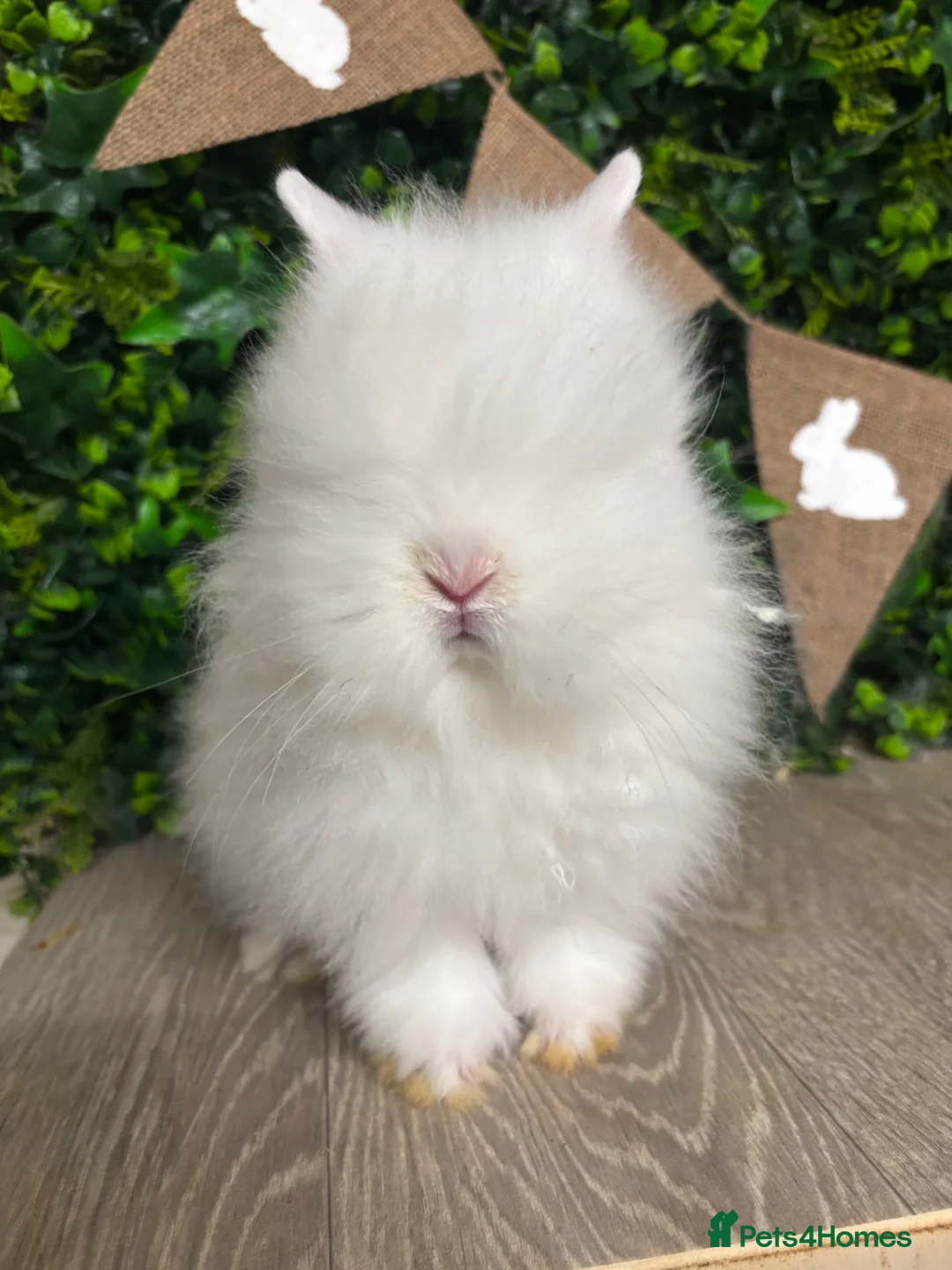Lionhead rabbits for sale: BEAUTIFUL BABY LIONHEAD BUNNIES  - Advert 12