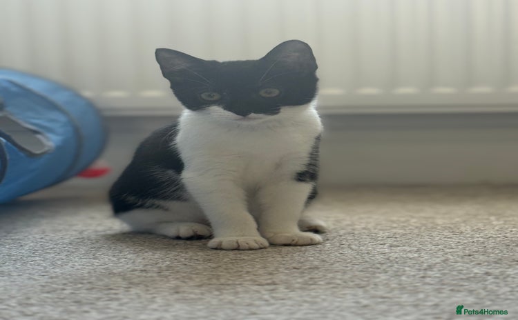 British Shorthair cats for sale - Advert 1