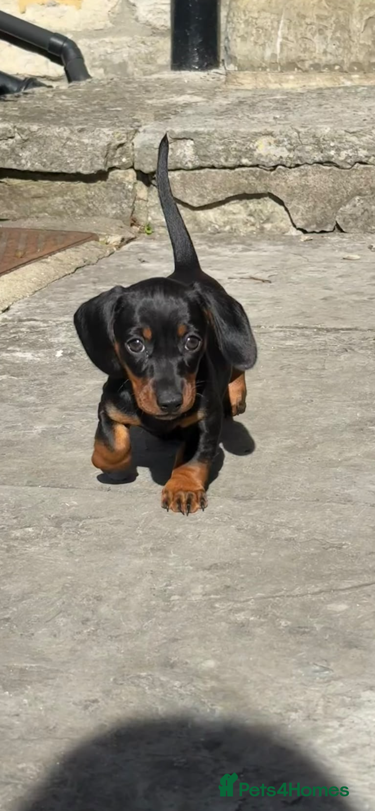 Miniature Dachshund dogs Miniature Dachshund Puppies for Sale - Advert 1