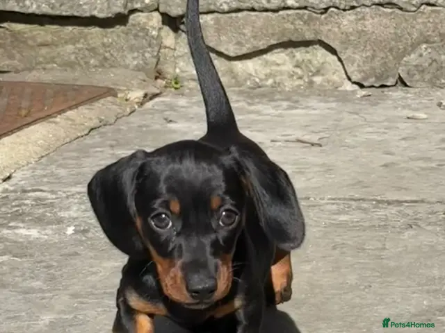 Miniature Dachshund dogs Miniature Dachshund Puppies for Sale - Advert 1