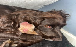 Sprocker dogs for sale: Beautiful spaniel puppies  - Image 15