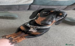 Miniature Dachshund dogs for stud: STUD - KC REG Mini Dachshund -PROVEN - Image 1