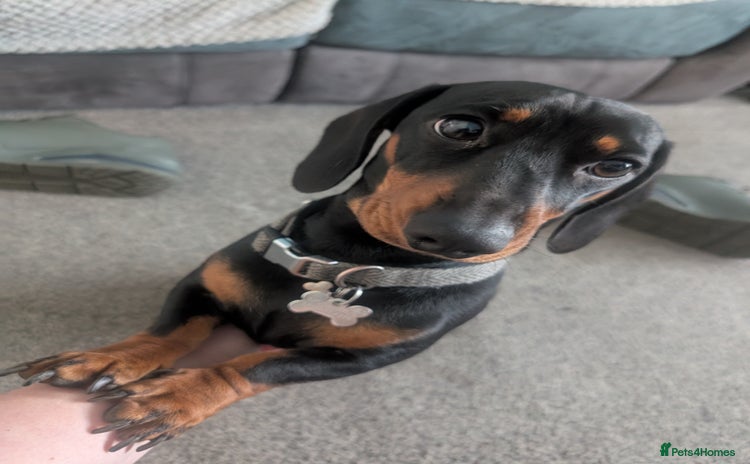 Miniature Dachshund dogs - Advert 1