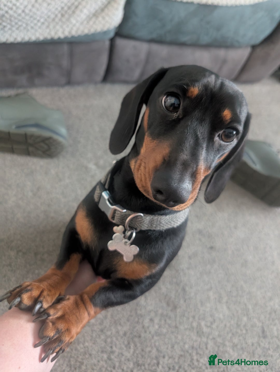 Miniature Dachshund dogs for stud: STUD - KC REG Mini Dachshund -PROVEN - Image 1