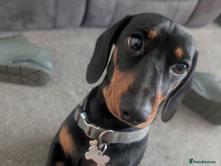 Miniature Dachshund dogs - Advert 31