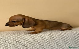 Dachshund dogs for sale: Mini miniature Dachshund  - Image 14