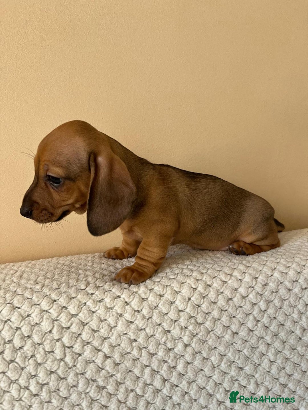 Dachshund dogs for sale: Mini miniature Dachshund  - Image 14