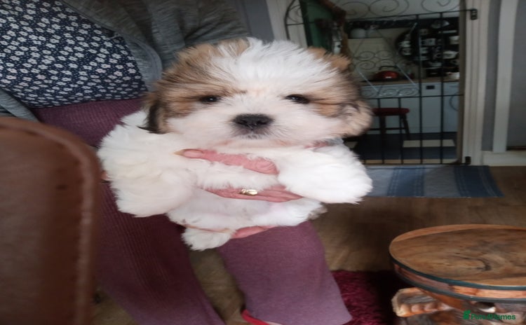 Lhasa Apso dogs - Advert 1