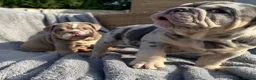 English Bulldog dogs for sale: KC registered Quality English bulldog pups - Advert 3