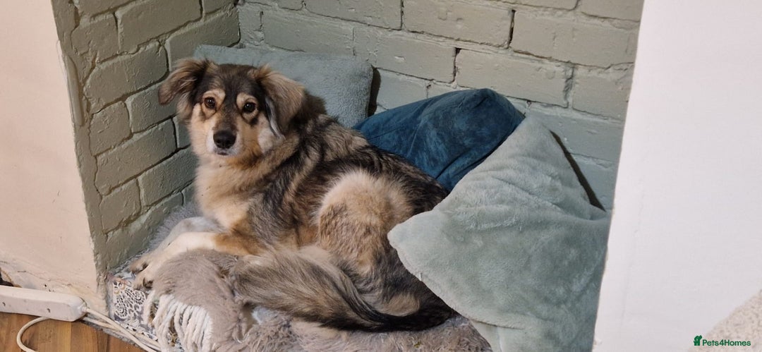 Mixed Breed dogs for sale: 5 Year Old Husky x Collie Girl  - Image 7