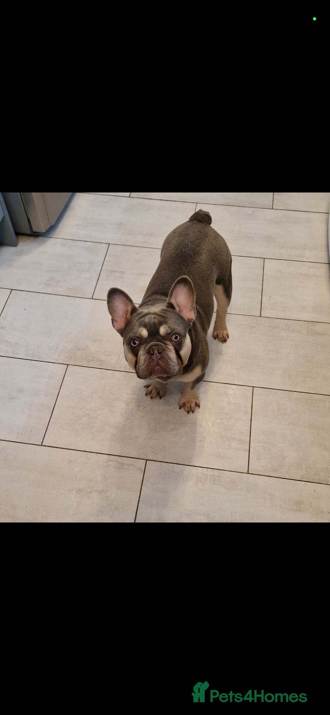 French Bulldog dogs for sale: Lilac and tan Frenchbulldog boy - Advert 2