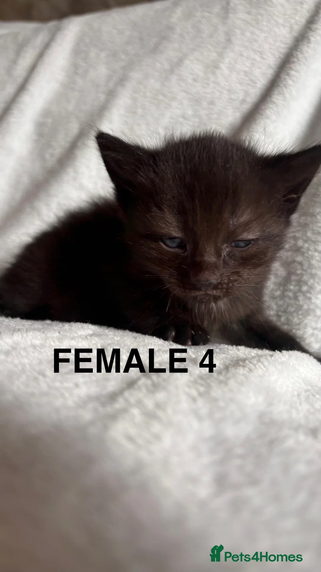 Mixed Breed cats for sale: Ragdoll cross kittens  - Advert 1