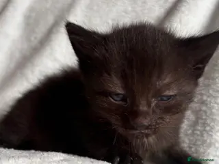 Mixed Breed cats Ragdoll cross kittens - Advert 1