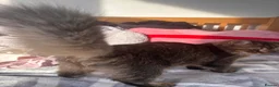 Mixed Breed cats for sale: URGENT GIRL NEED GOOD REHOMING in Bromley - Advert 4