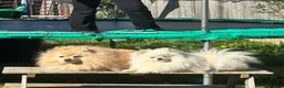 Pomeranian dogs for sale: Beautiful Pomeranian Puppy  - Advert 5