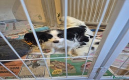 Papillon dogs for sale: Papillion puppys - Image 2