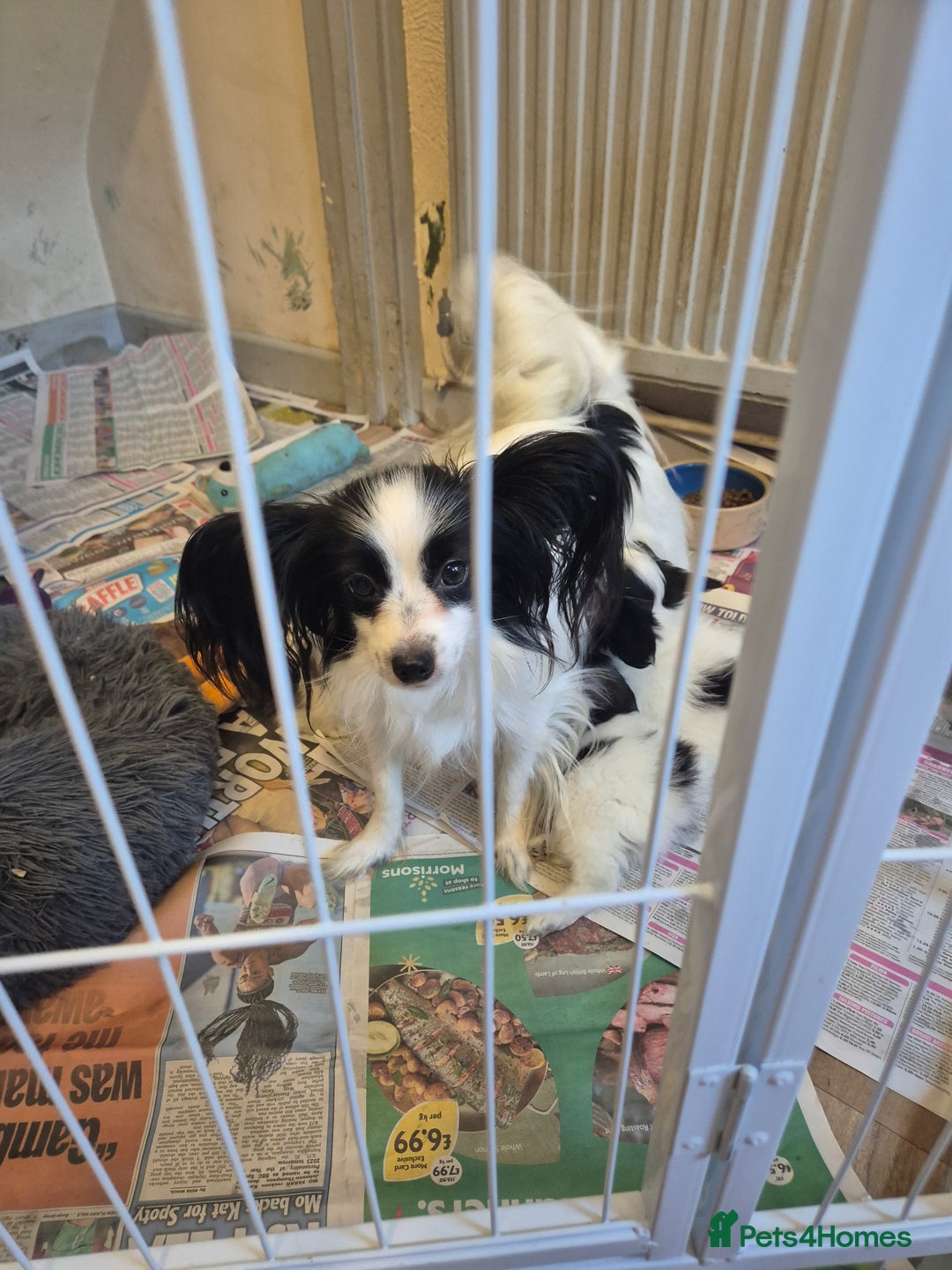 Papillon dogs for sale: Papillion puppys - Image 2