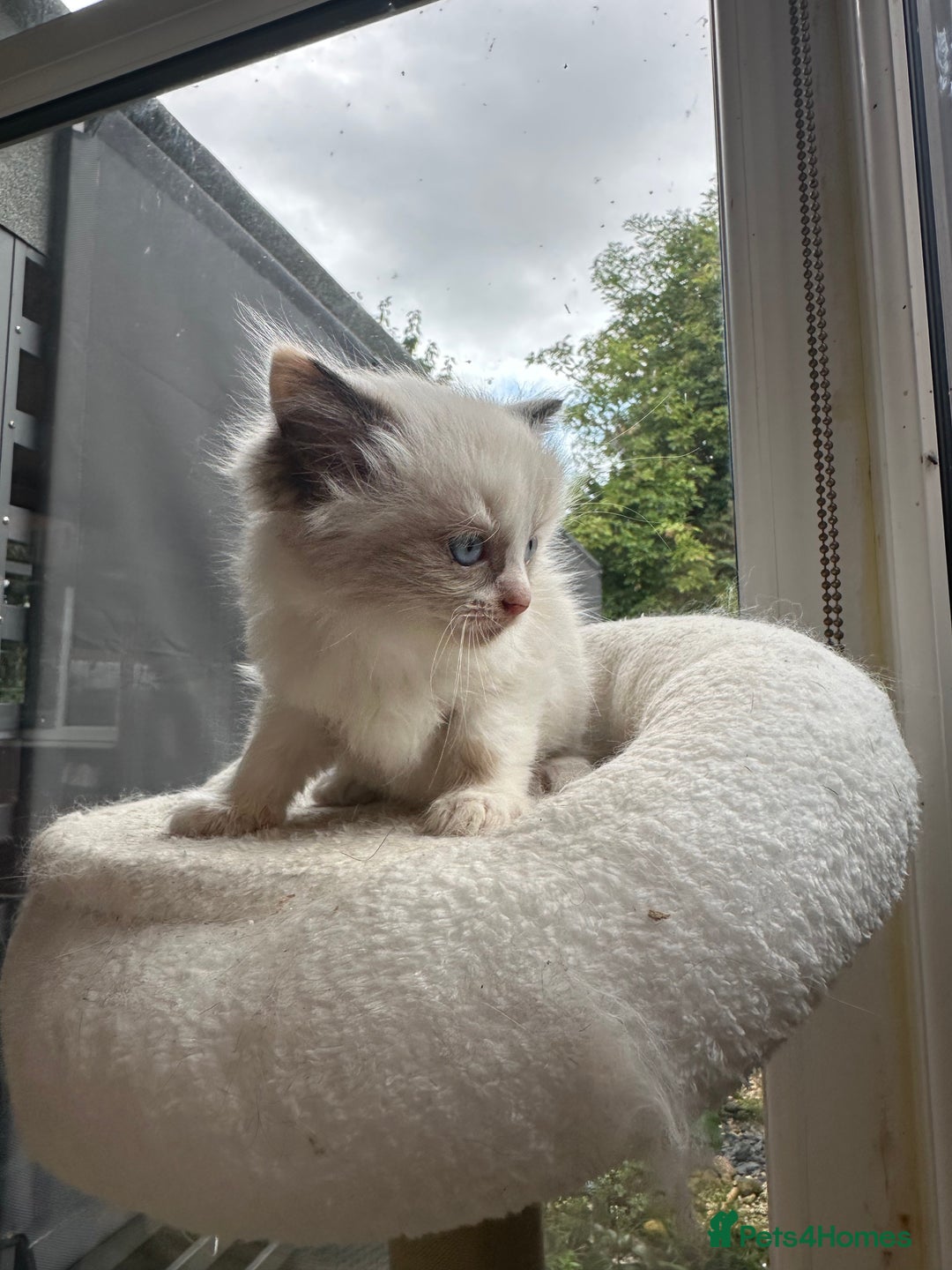 Mixed Breed cats for sale: Ragdoll & Siberian kittens - Image 1