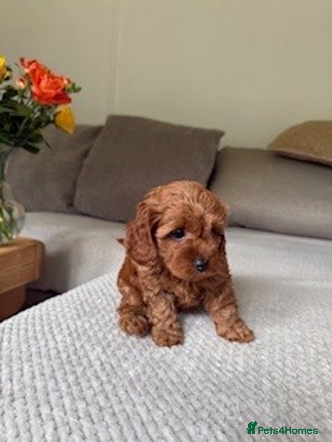 Cavapoo dogs for sale: Beautiful Litter Of F2b Cavapoos - Image 20