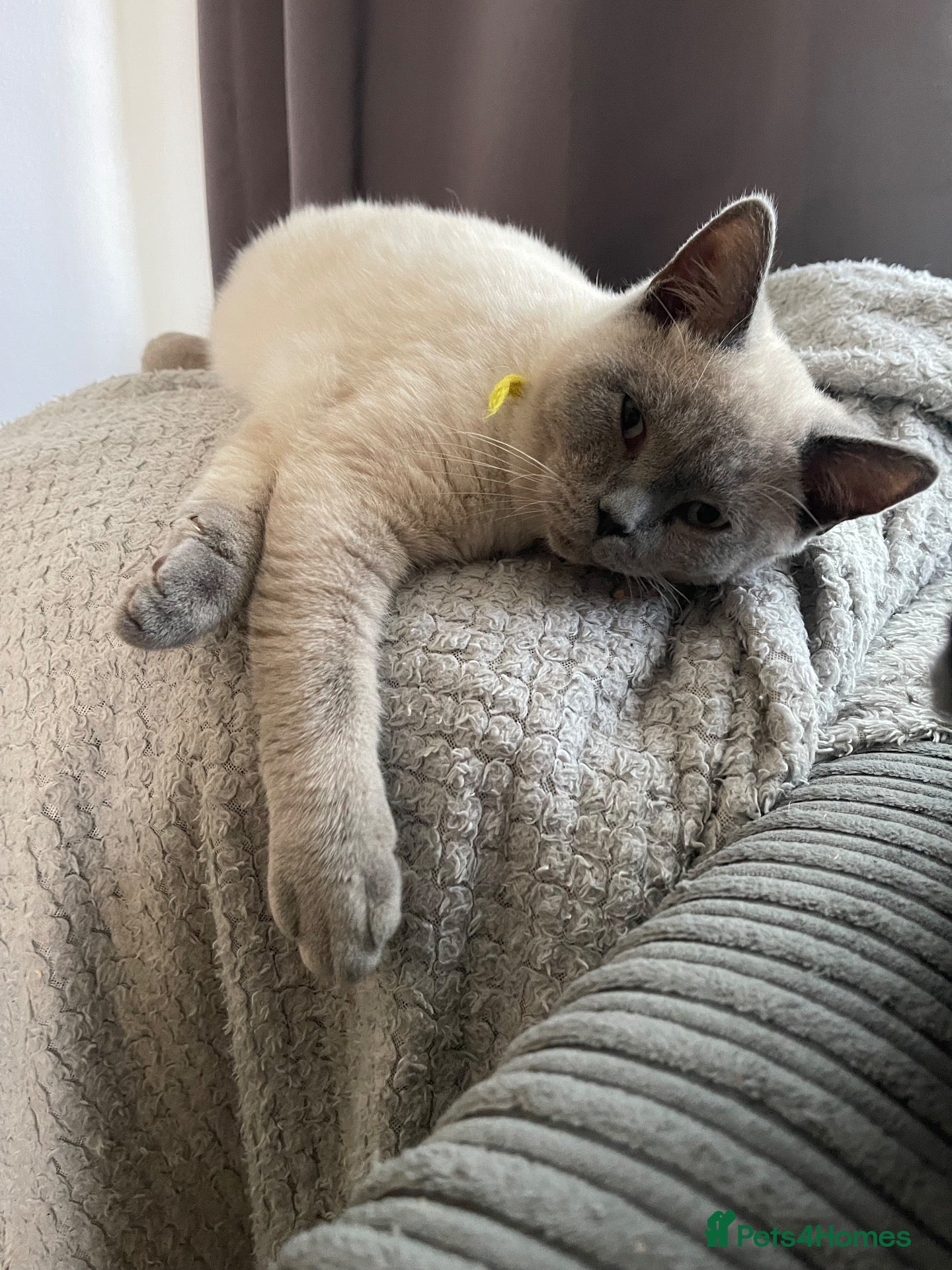 British Shorthair cats GCCF BluePoint BSH Kittens 💙 - Advert 2