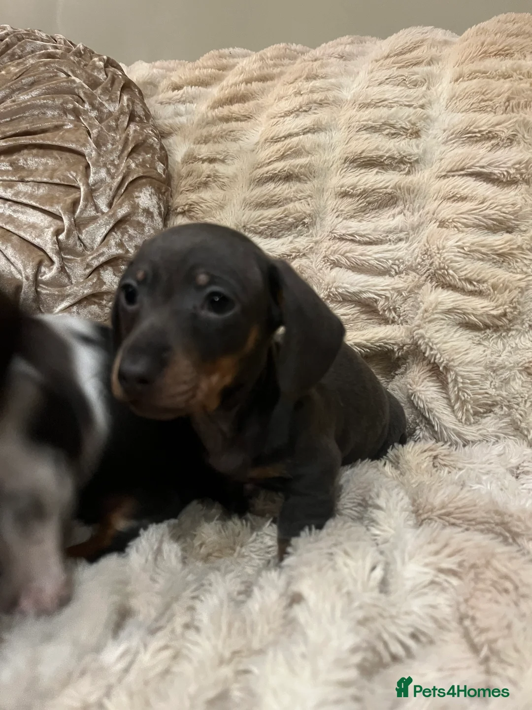Miniature Dachshund dogs for sale: 💕Ready now Minature Dachshund 💕 - Advert 7